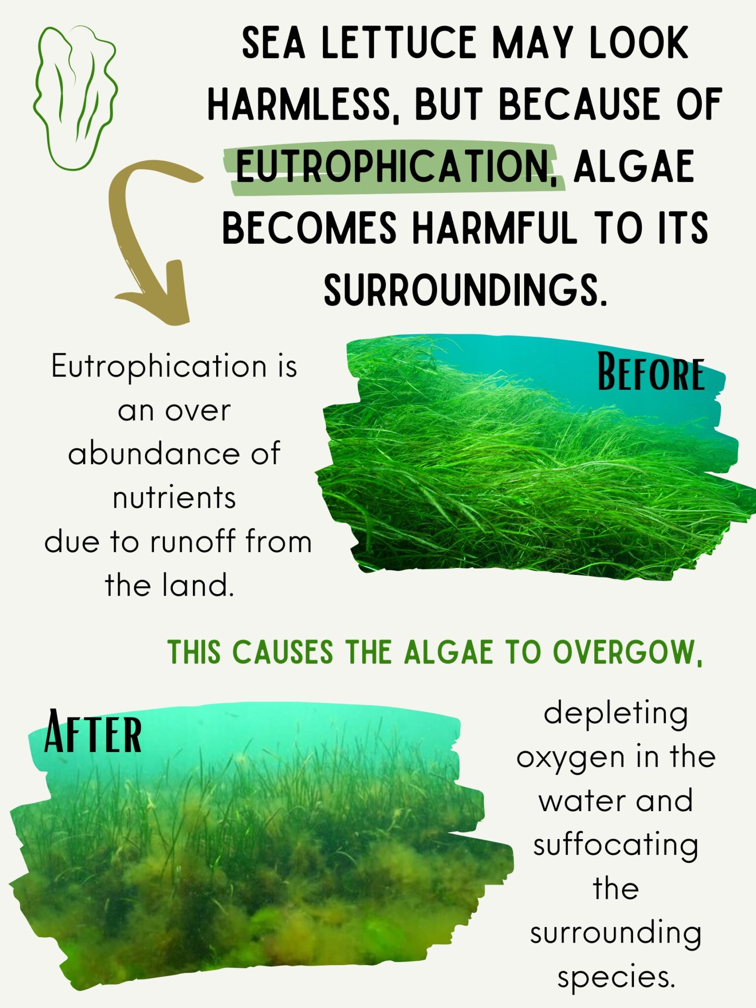 What’s This Green Stuff? A Breakdown of Plants vs. Algae in Barnegat