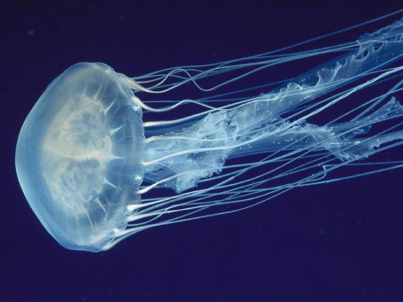 Rise of the Stinging Jellies: Sea Nettle and Clinging Jellyfish Phenomena in Barnegat Bay